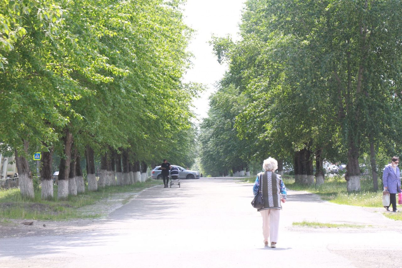 Серовчанин попросил президента спасти от вырубки тополиную аллею на улице Заславского