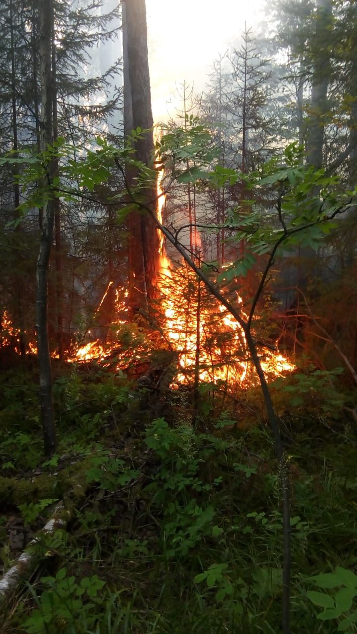 Волна июльских лесных пожаров почти побеждена