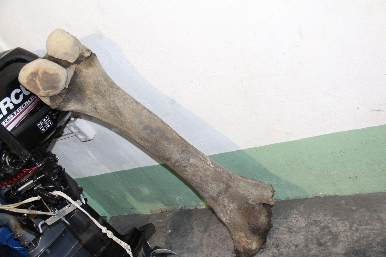 Ученый опознал в находке серовчан бедренную кость 15-25-летнего мамонта