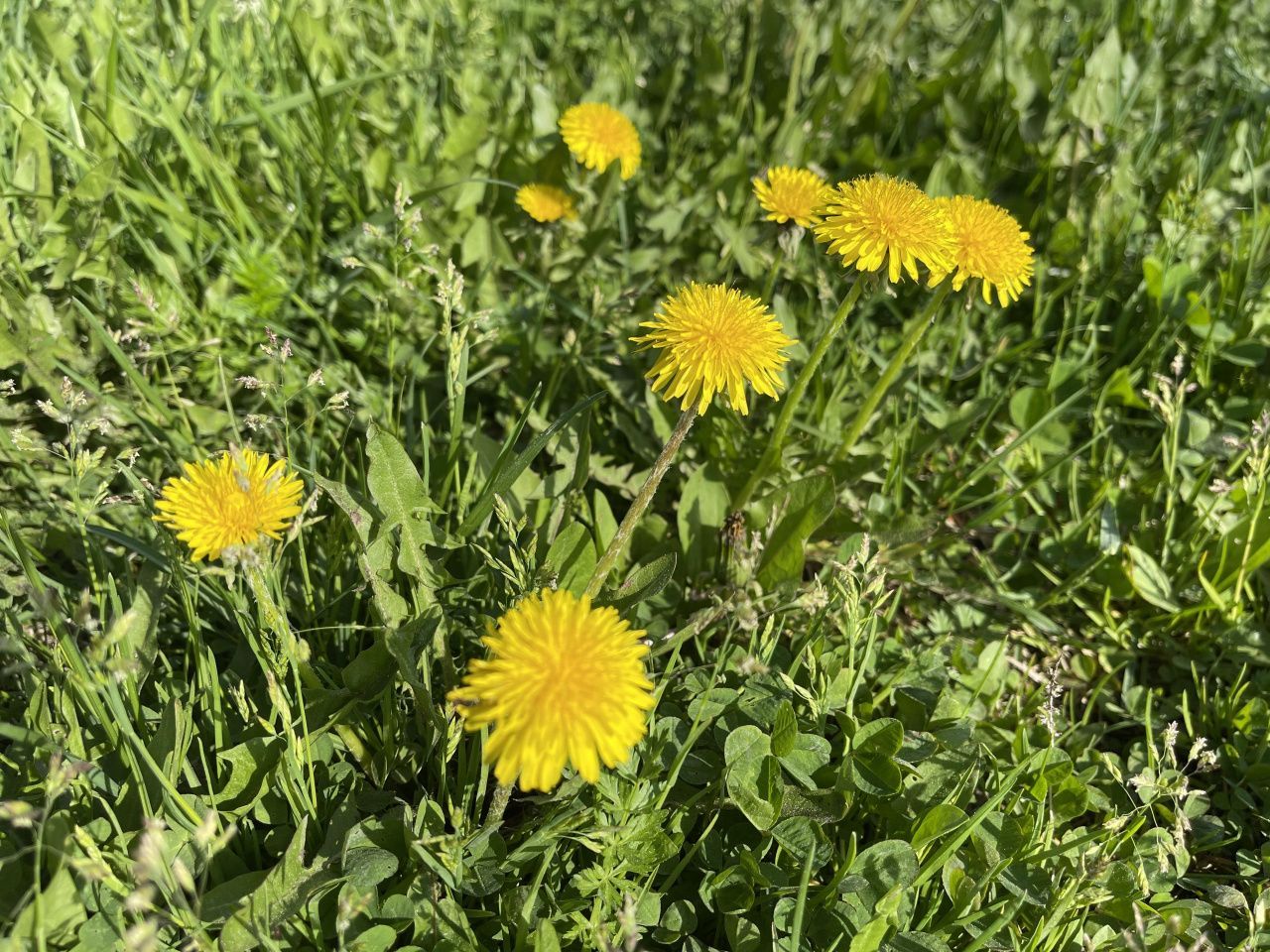 Аномальная жара на севере области простоит до 2 июня