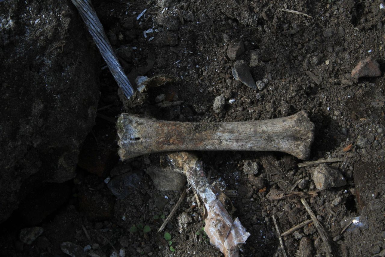 «Скотомогильника там нет». Серовская горпрокуратура провела проверку по факту раскопок старой свалки