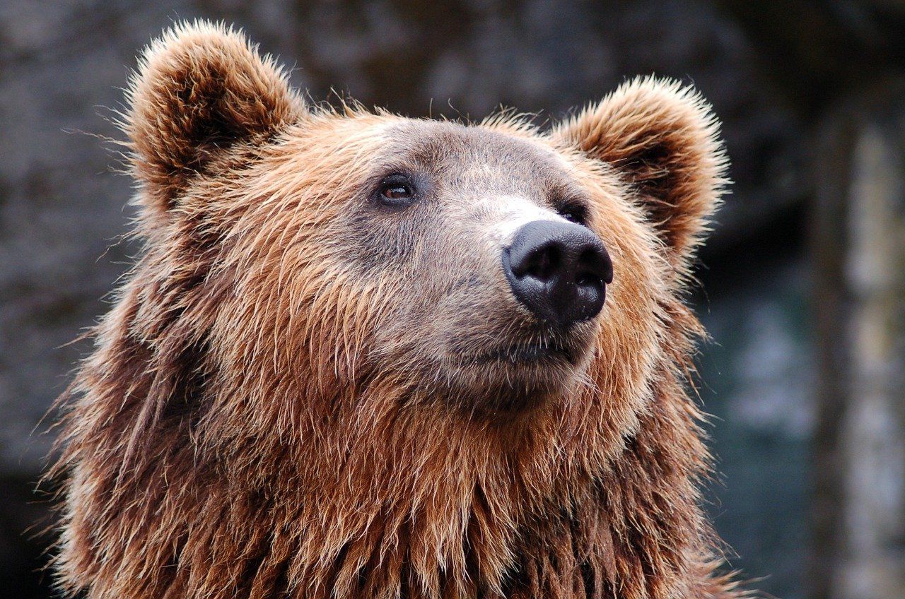 В окрестностях Серова вновь обнаружили следы медведя 