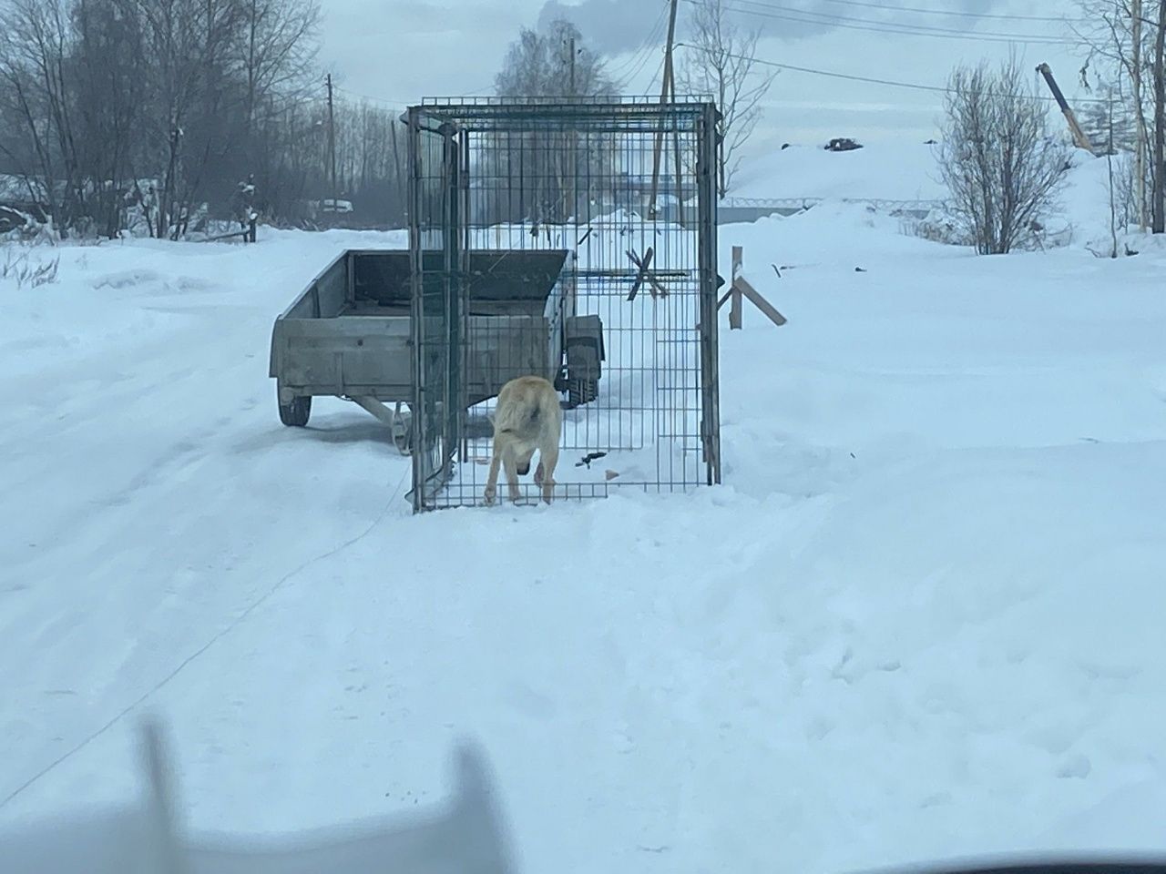 В Серове заключен очередной договор на отлов собак на 600 тысяч рублей