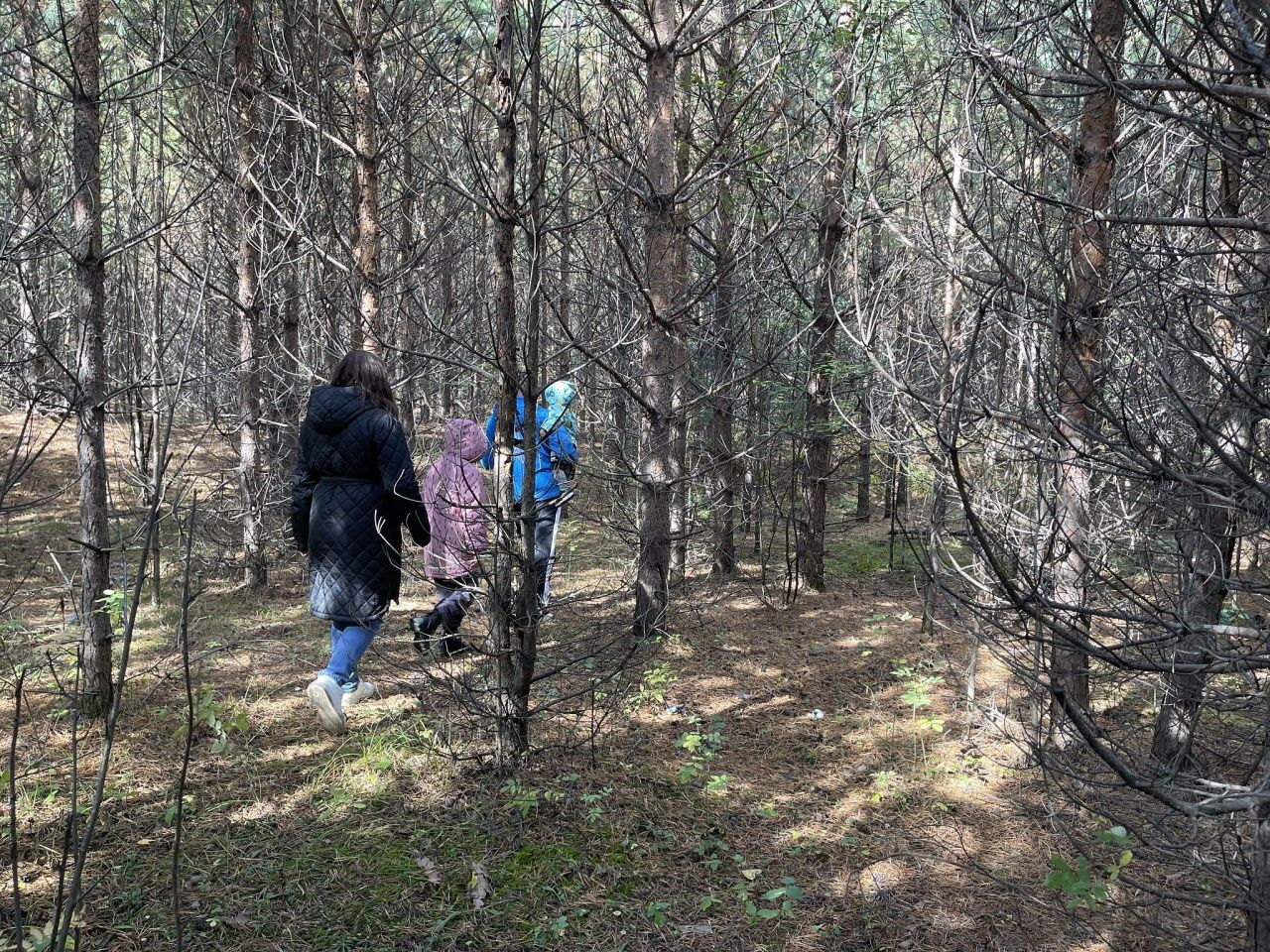 Власти Серова разрешили бесплатно вырубать деревья и кустарник, мешающие проезду к участку под ИЖС