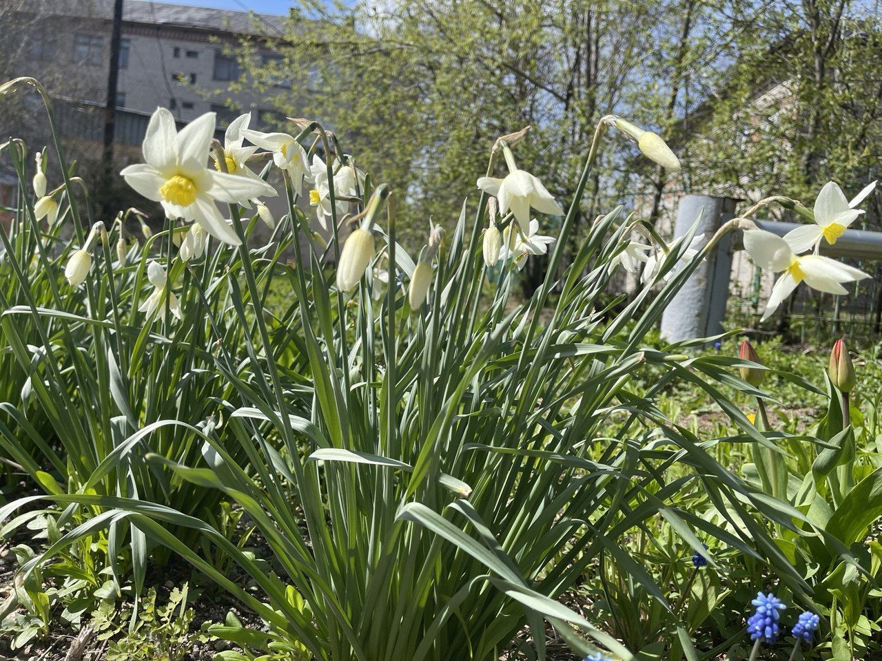 До 20 мая на севере области будет тепло 