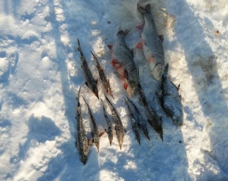 В Серове возбуждено уголовное дело в отношении рыбного браконьера