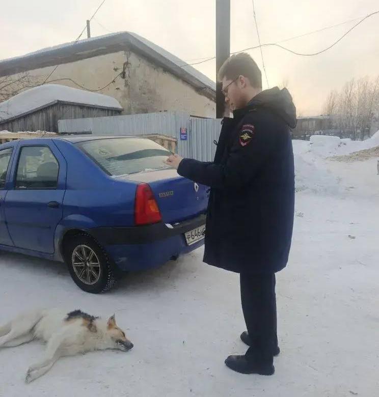 Зоозащитники сообщают о новой волне отравлений собак в Серове