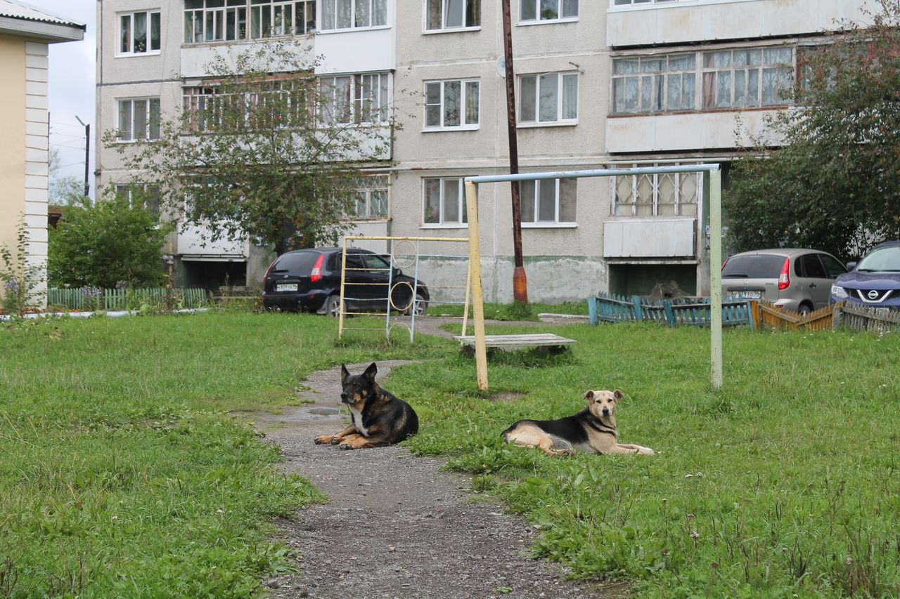 «Ужас творится!» Жителям поселка Энергетиков не дают покоя бездомные собаки