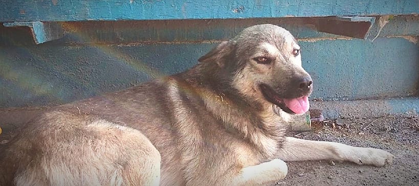 Жил был Серый…