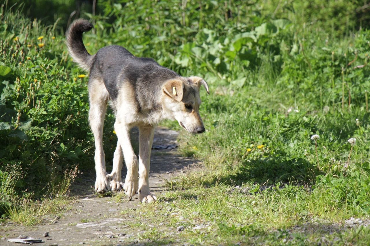 На отлов собак в Серове в 2026 году выделено 3,8 миллиона рублей