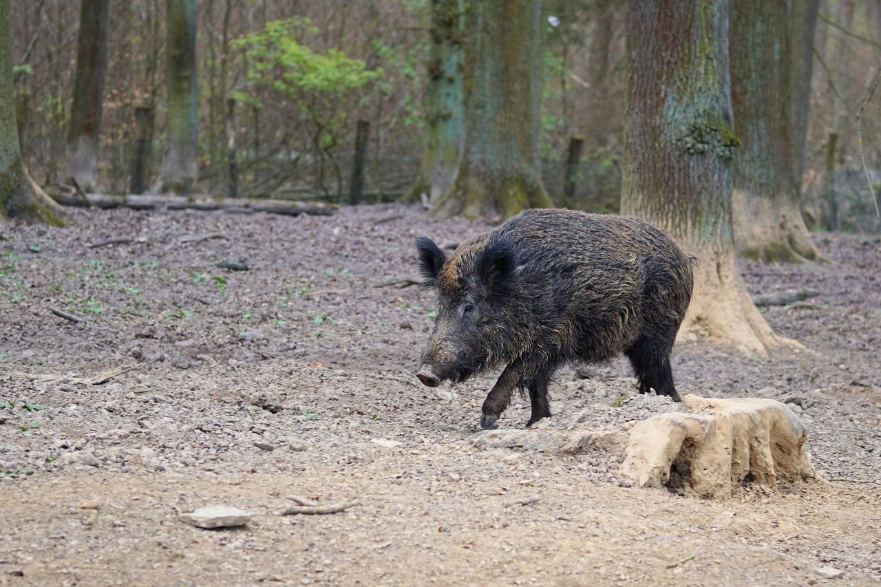 Охотников Серова, Сосьвы и Гарей предупреждают о возможности заболевания диких кабанов африканской чумой свиней