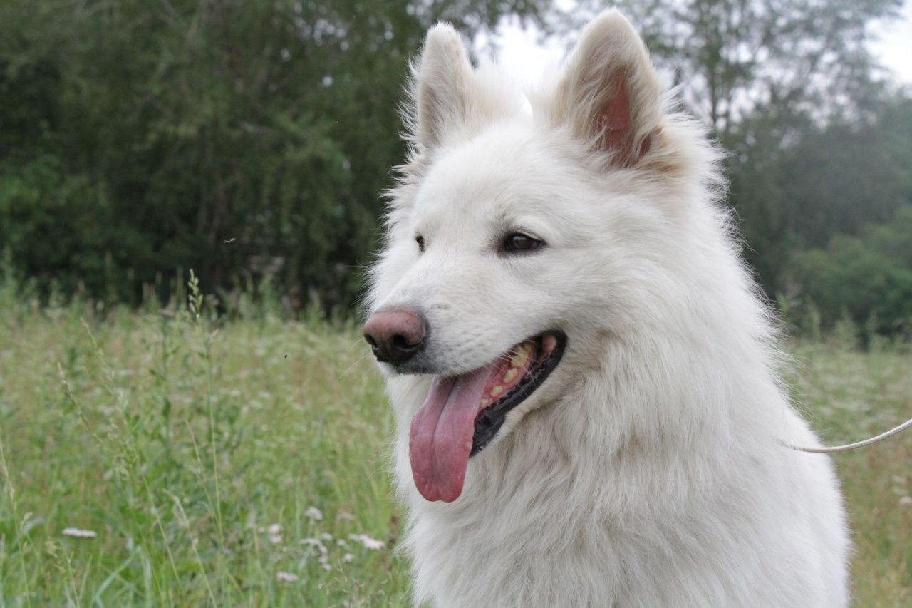В Серове пройдут национальная выставка собак всех пород и монопородная выставка среднеазиатских овчарок