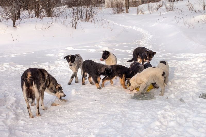 "В магазин страшно выйти"... Пенсионерку из Новой Колы пугает количество бродячих собак на улице