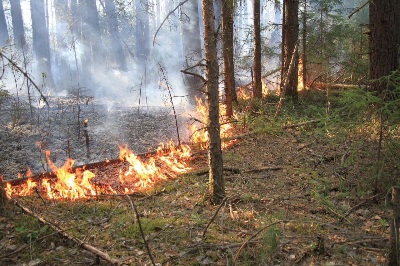 На территории Серовского лесничества в 2023 году произошло 13 пожаров