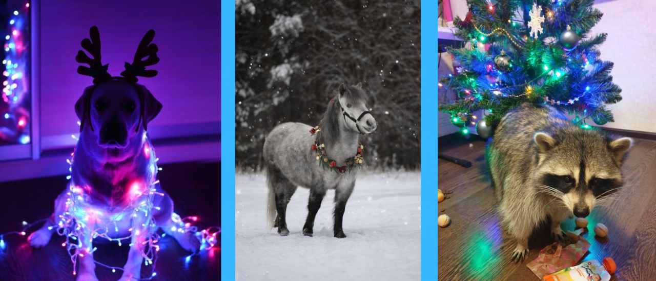 Серовчане поделились фотографиями своих животных у новогодней елки