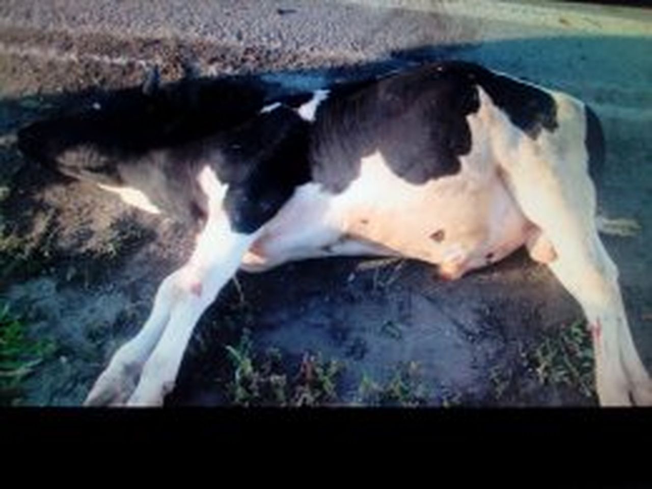 ГИБДД Серова разыскивает хозяина коровы, пострадавшей в ДТП
