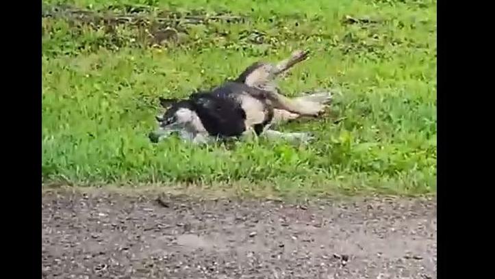 В Филькино травят собак?