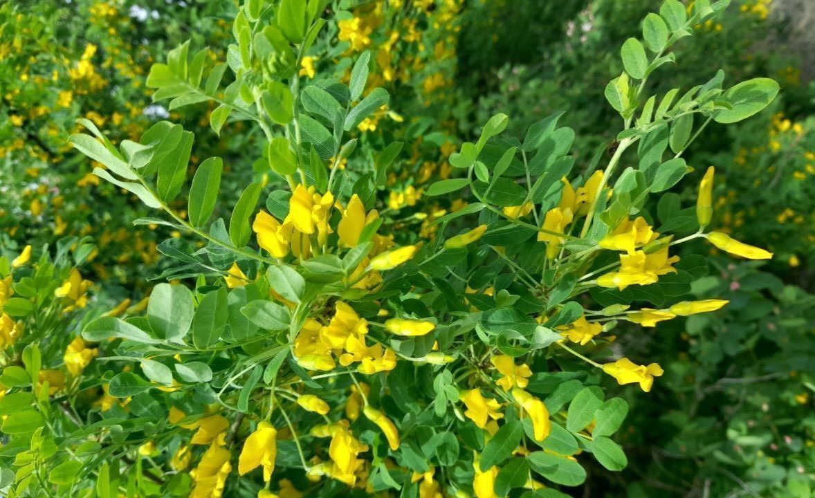 «Заплакала, увидев фото желтой акации»