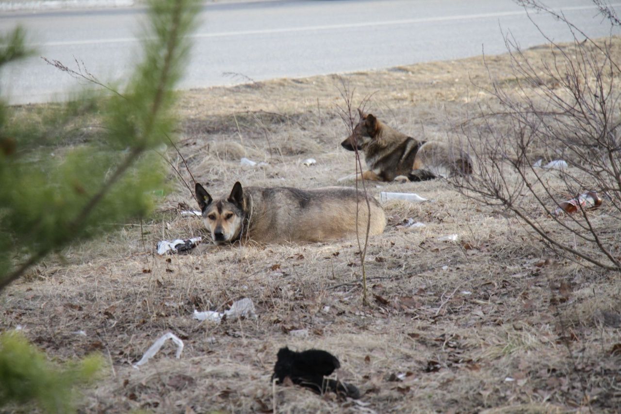 На отлов собак в 2026 году в бюджет Серова закладывается около пяти миллионов рублей