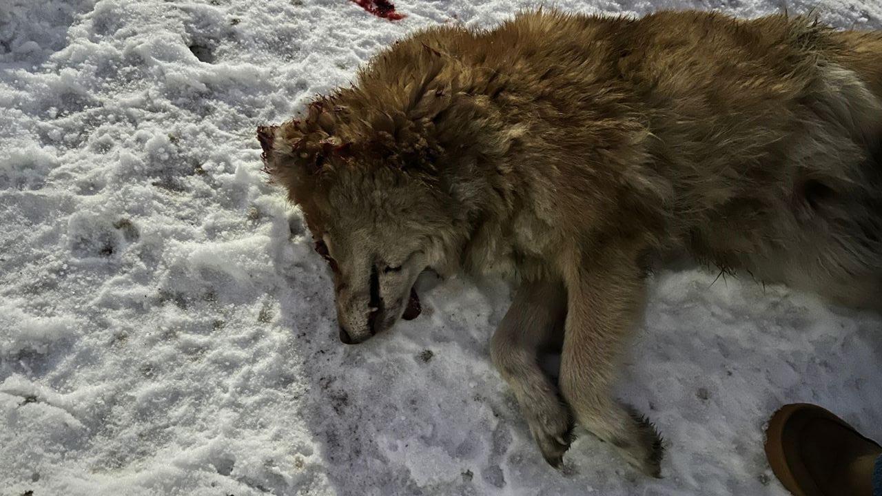 “Поехала туда, он уже мертвый был”. В Серове вновь травят собак?