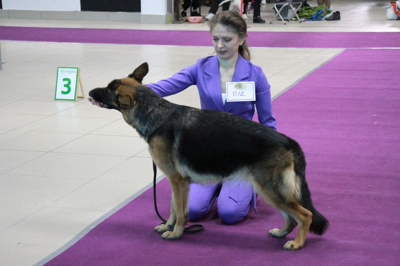 Выставка собак красноярск 2024