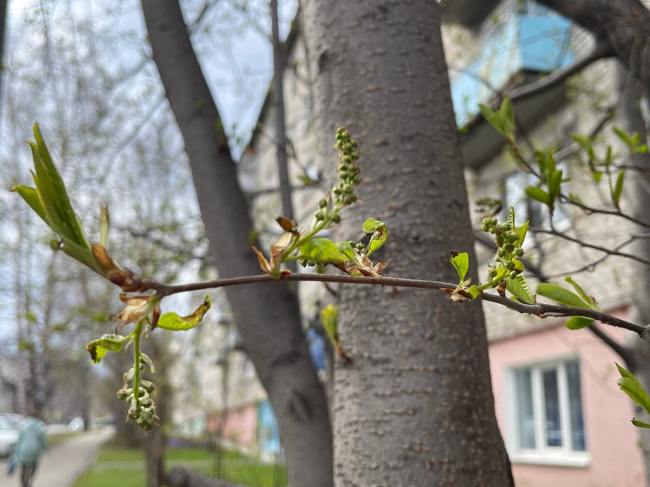 Синоптики прогнозируют дожди на севере области в День Победы