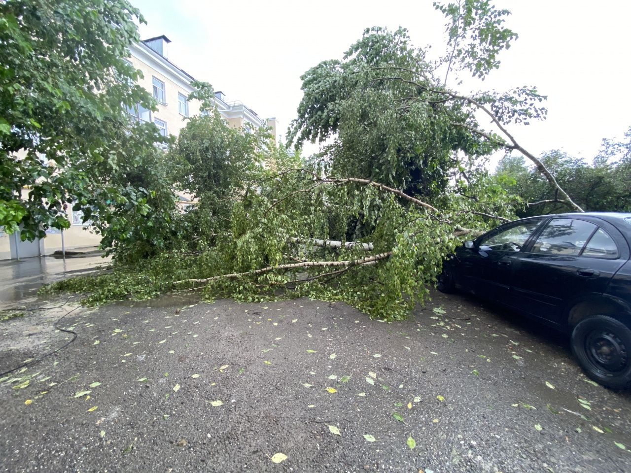 Промежуточные последствия сильного ветра и грозы в Серове - пострадал автомобиль Nissan и убежал пес