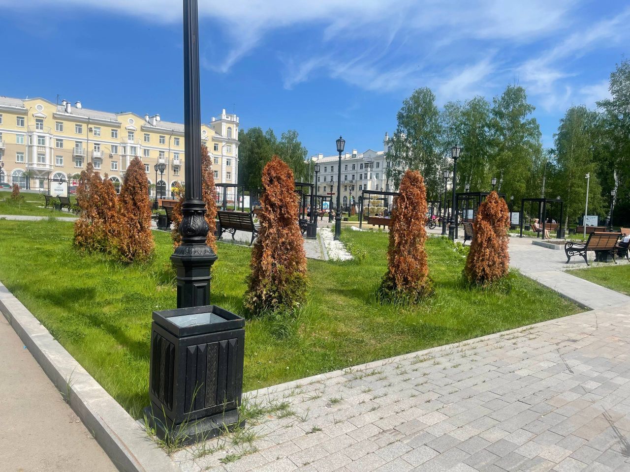 «Не дает им климат расти». В сквере ДКМ «сгорели» 24 туи. На что их заменят?