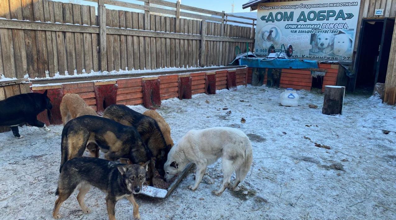 В Серове собаки из приюта нуждаются в теплой одежде | Новости |  СеровГлобус.ру