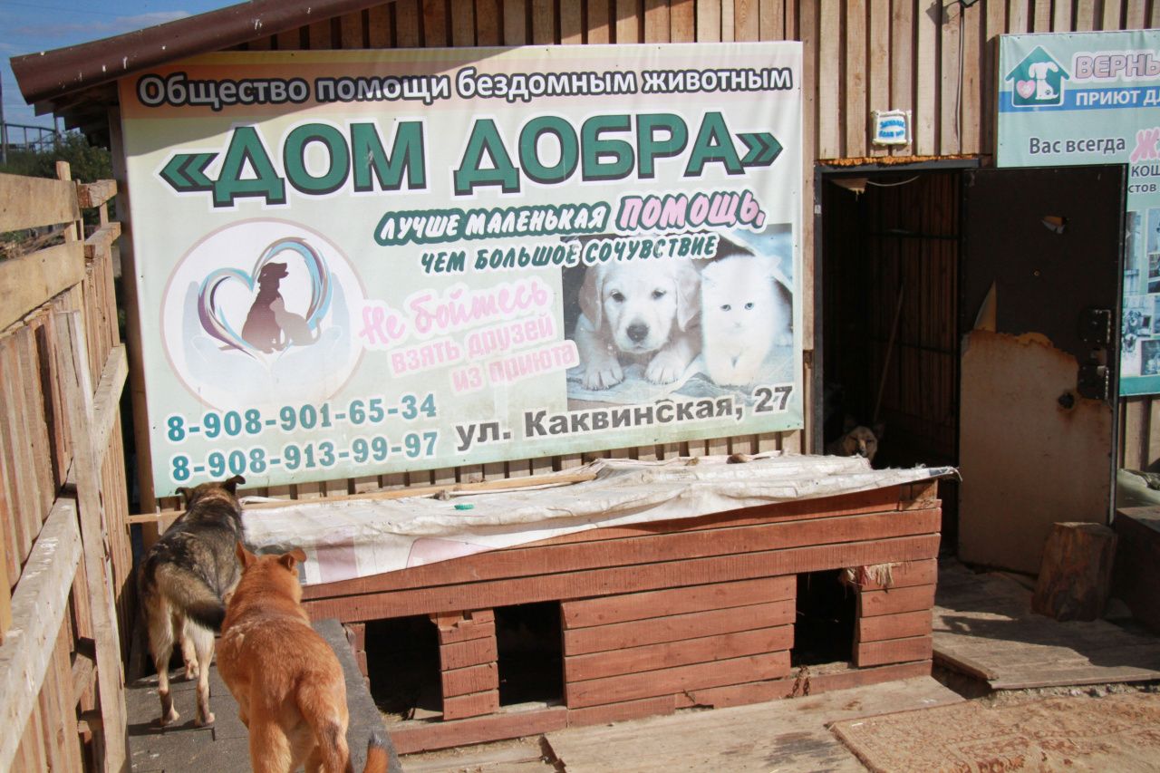  Серовский приют "Дом добра" ищет волонтеров для помощи животным