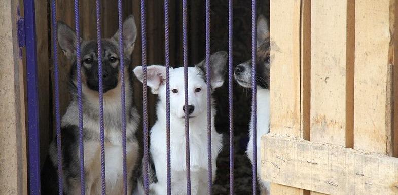 Отловленных собак в Серове могут начать выпускать в районе Киселевского водохранилища