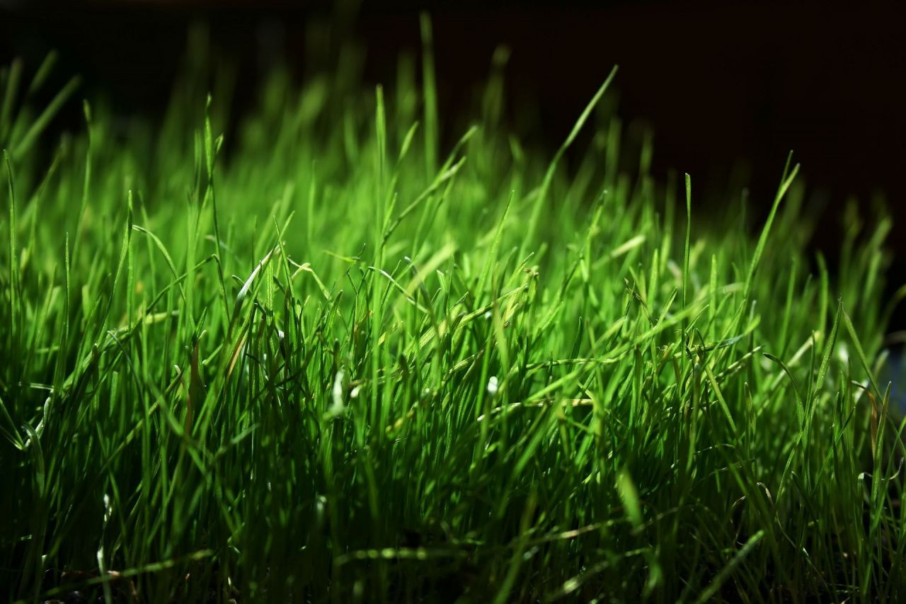 На содержание газонов и покос травы в Серове выделено больше 6 миллионов рублей