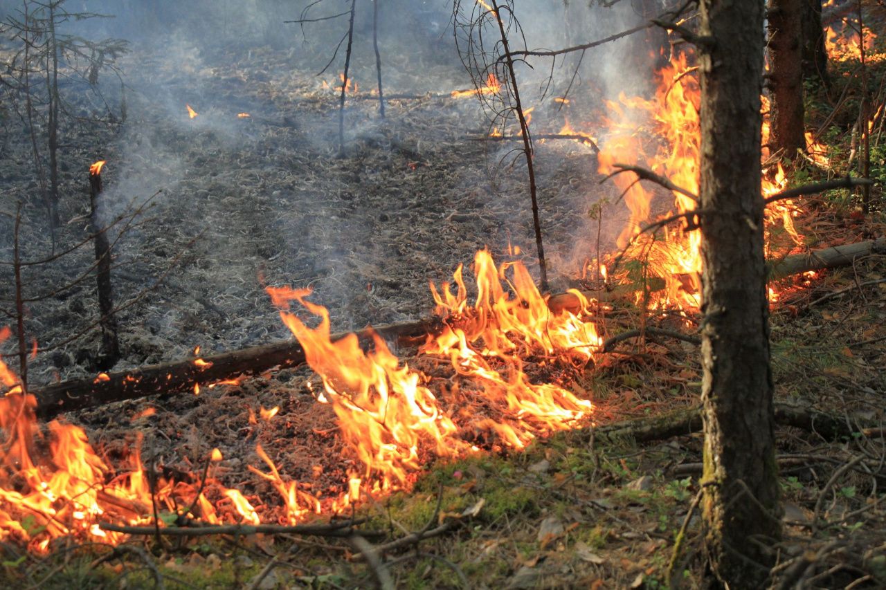На территории Серовского лесничества за 2021 год произошло 13 ландшафтных пожаров