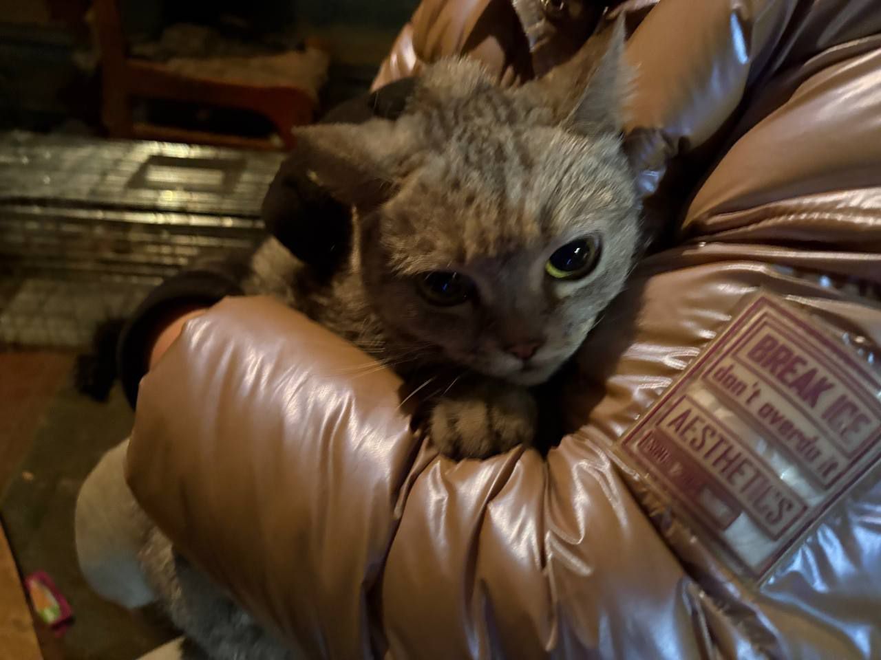 В одном из предназначенных под снос домов зоозащитники отловили 9 кошек, оставленных хозяином