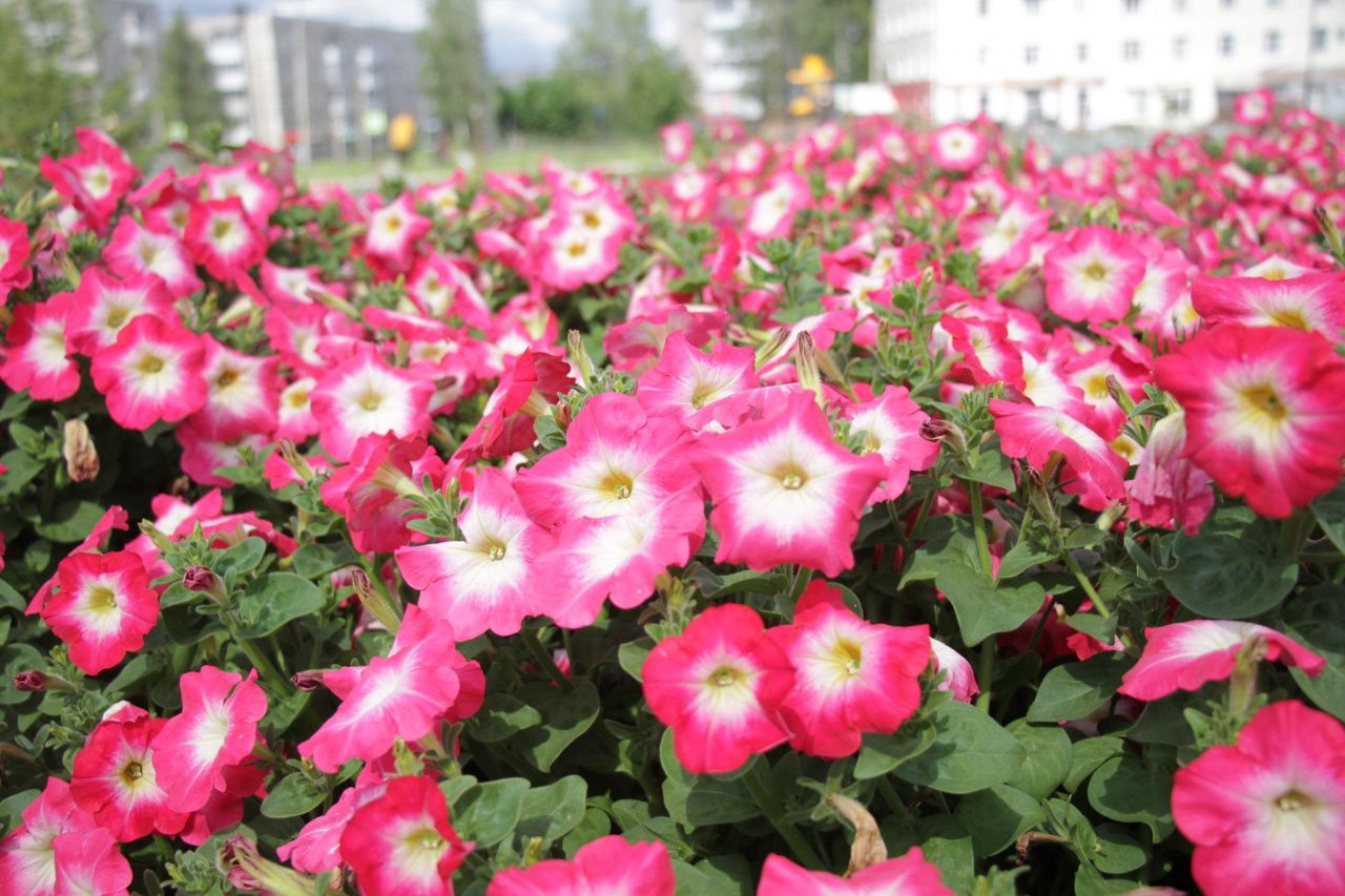 На создание и содержание клумб в Серове выделено больше 5 миллионов рублей