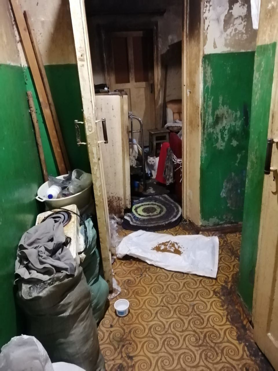 Захламленную квартиру в Серове освободили от мусора, а кошек пристроили в добрые руки