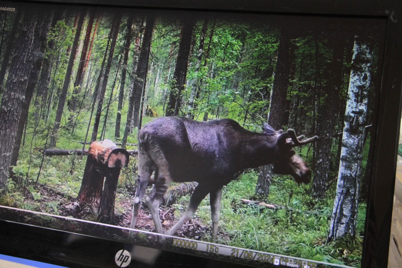 Серовское лесничество начало публиковать записи с животными, сделанные фотоловушкой