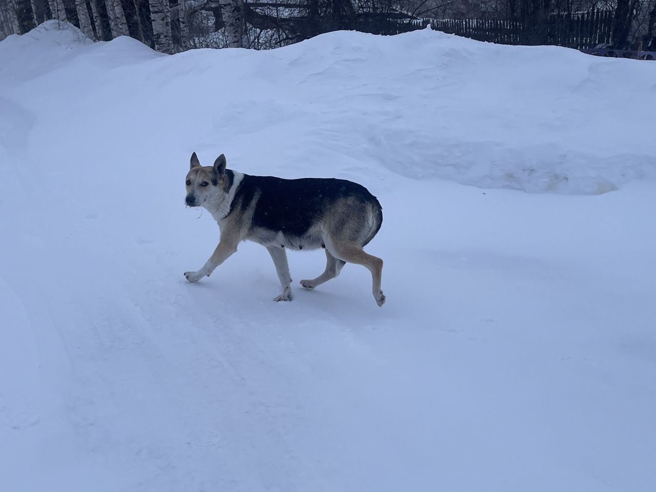 “Целеустремленно ходили, пока всех не истребили”. Серовчане рассказывают о гибели бездомных собак