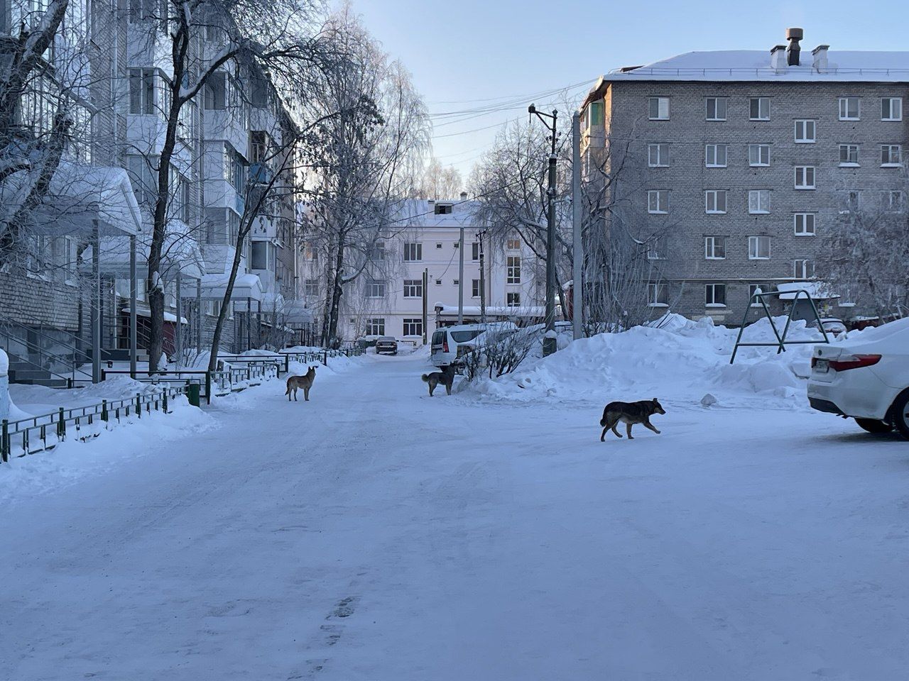 В связи с гибелью собак полиция просит серовчан сообщать о подозрительных людях