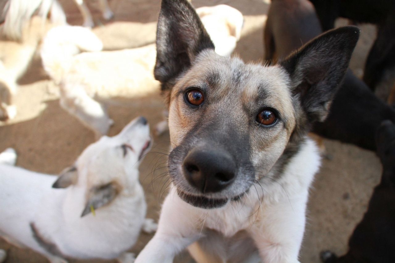 Департамент ветеринарии региона определил, сколько собак нужно отловить в Серове, Сосьве и Гарях