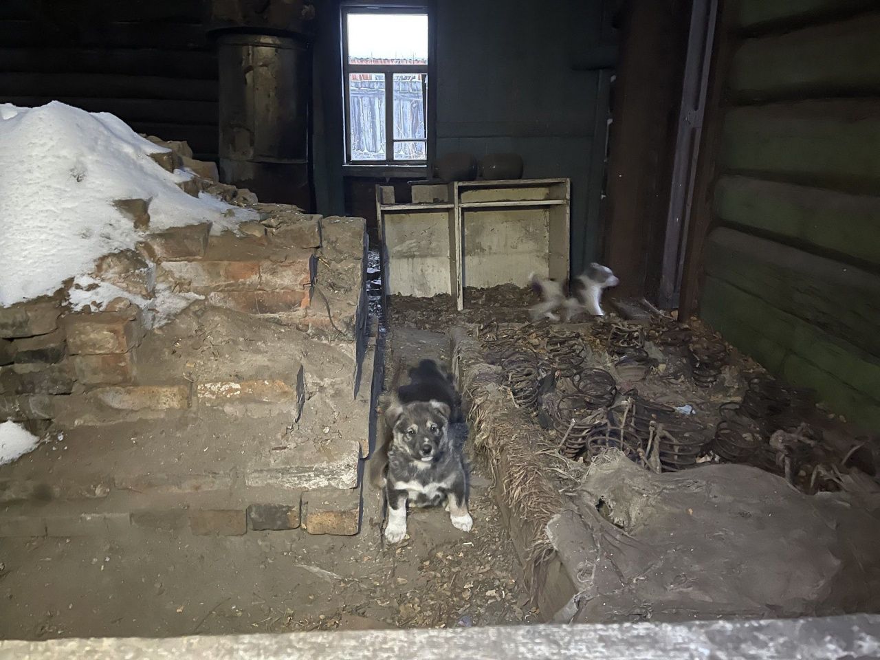 Глава Серова: жалоб на собак в заброшенном доме на улице Хасановцев не поступало