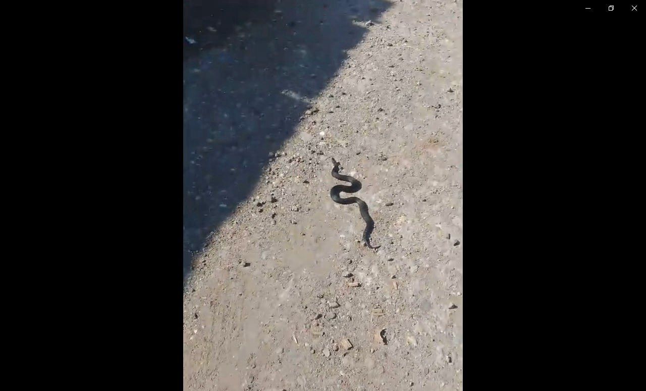 У пилорамы в поселке Энергетиков серовчане встретили змею