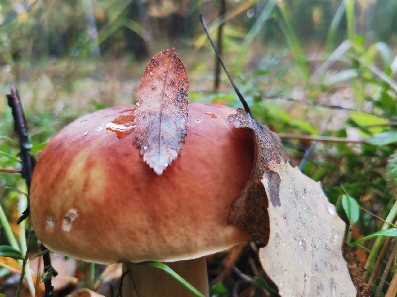 Начался грибной сезон. Что необходимо знать о грибах?