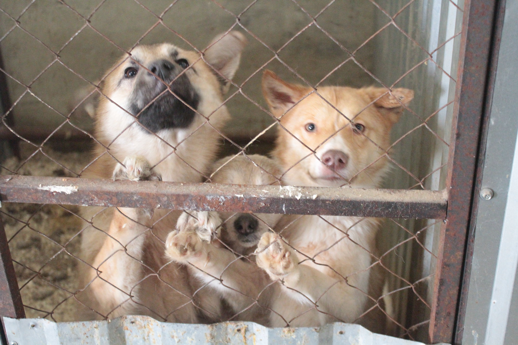 В серовской «Родине» подвели первые итоги благотворительной акции в поддержку бездомных животных