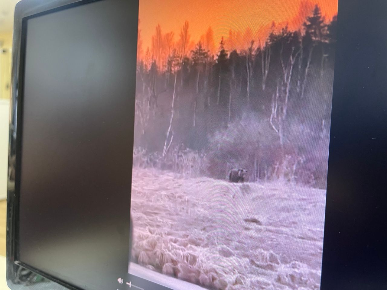 В районе плотины Серовской ГРЭС видели медведя