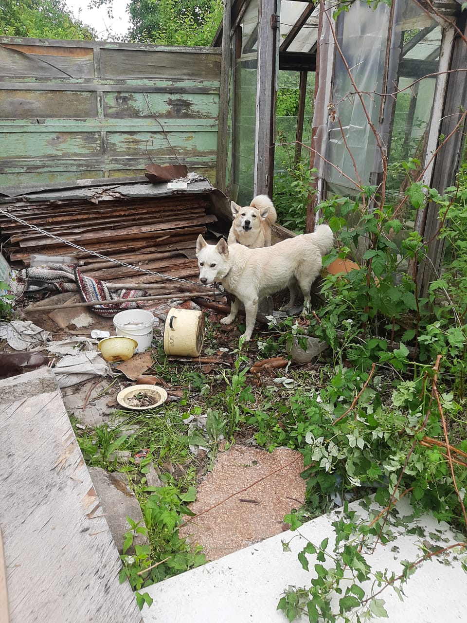 "Просто варвары". Неизвестные оставили на заброшенном садовом участке под Серовом собак на привязи