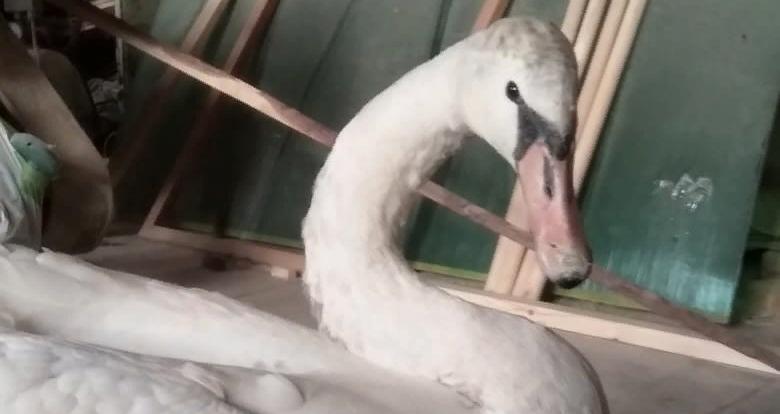 Серовчане спасли лебедя-шипуна от холодной смерти. "Он бы не пережил зиму"