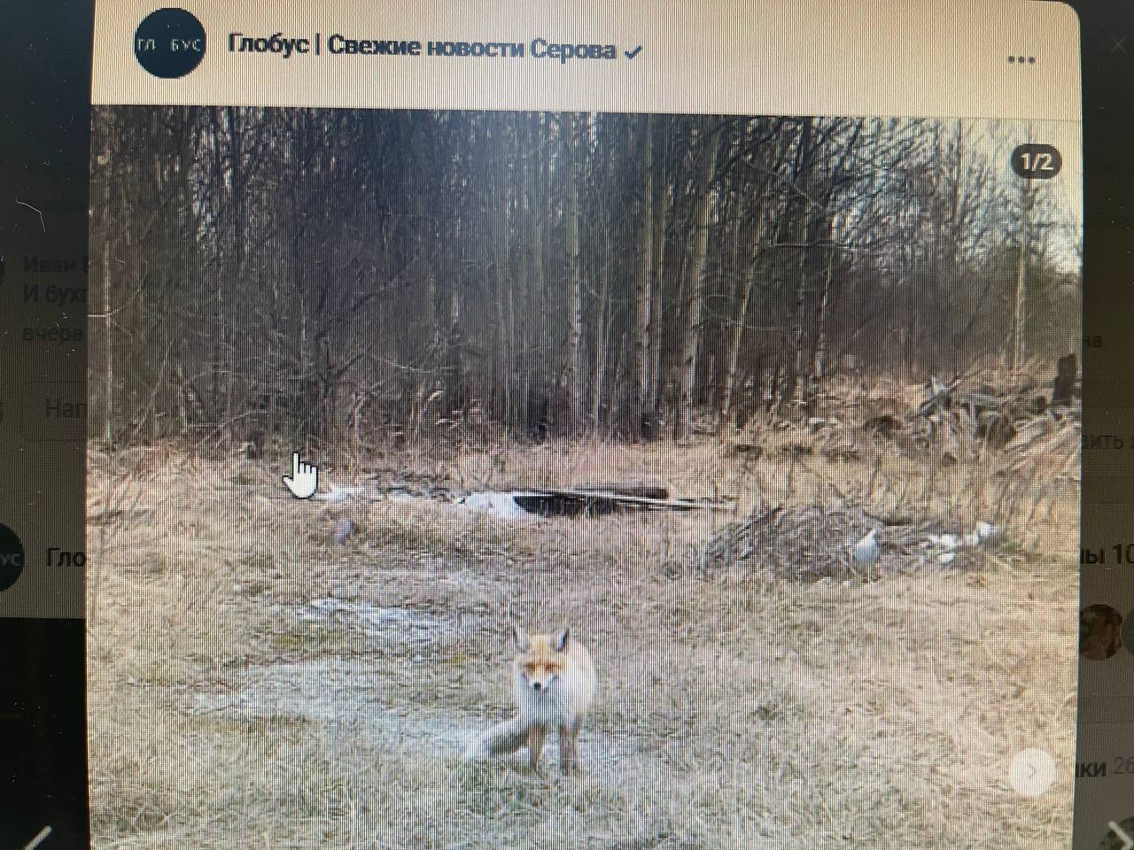 В районе Новой Колы видели живую лисицу, а в садах под Серовом - мертвую