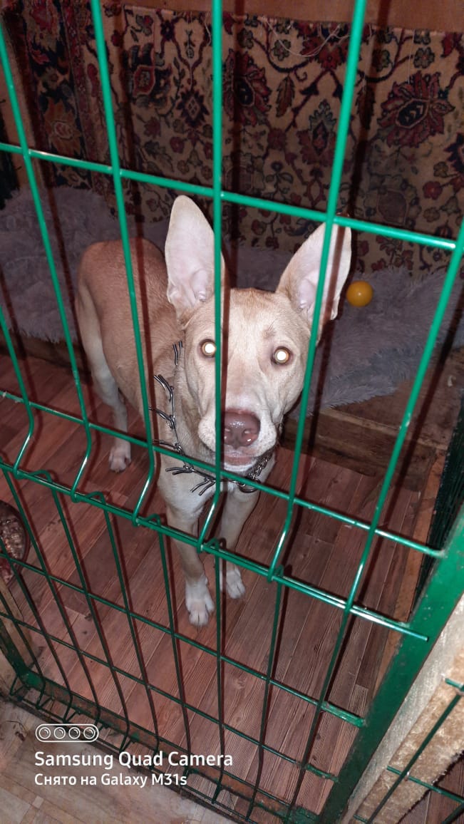 В Серове мужчина вынудил зоозащитников забрать свою собаку, которая "бросалась на ребенка"