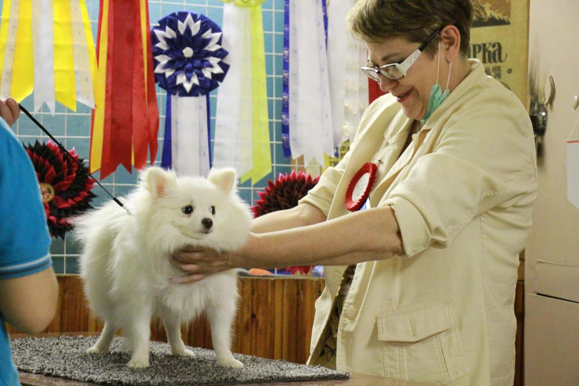 От Челябинска до Североуральска. В Серове прошла выставка собак «Софиты Урала – 2021»